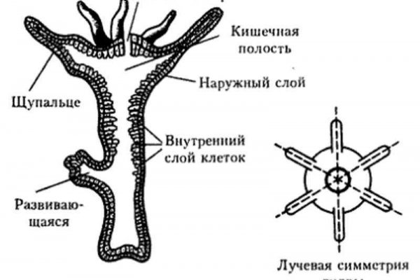 Кракен что там продают